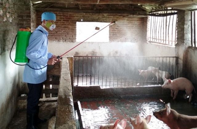 Lực lượng chức năng tỉnh Vĩnh Phúc phun thuốc khử trùng vùng có ổ dịch tả lợn châu Phi.