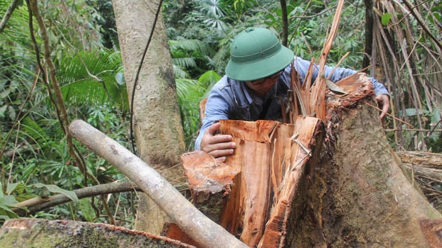 Rừng lim cổ thụ ở xã Chà Vàl bị tàn phá nghiêm trọng.