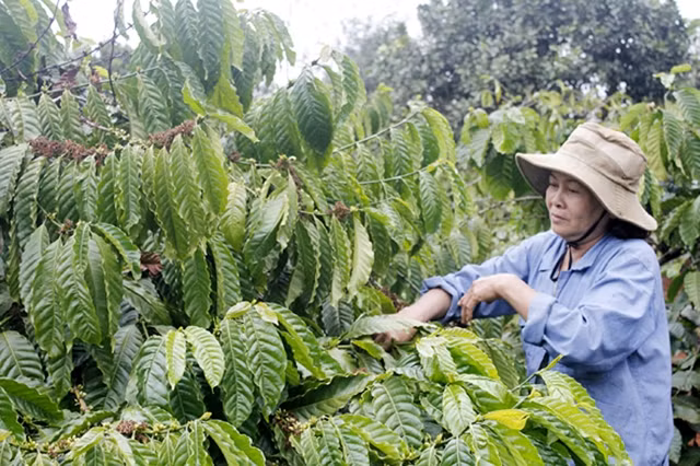Nông dân ở phường Ðoàn Kết, thị xã Buôn Hồ (Ðác Lắc) chăm sóc vườn cà-phê.                       Ảnh: LÊ THÀNH