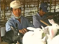 Thỏ Mỹ tại trang trại
của ông Nguyễn Văn Điệu.