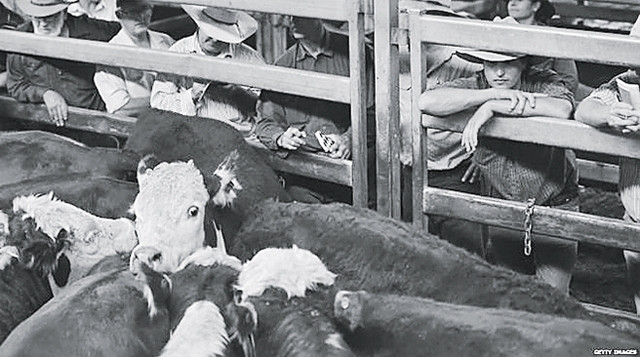 Bò của Ô-xtrây-li-a được xuất khẩu sang In-đô-nê-xi-a.