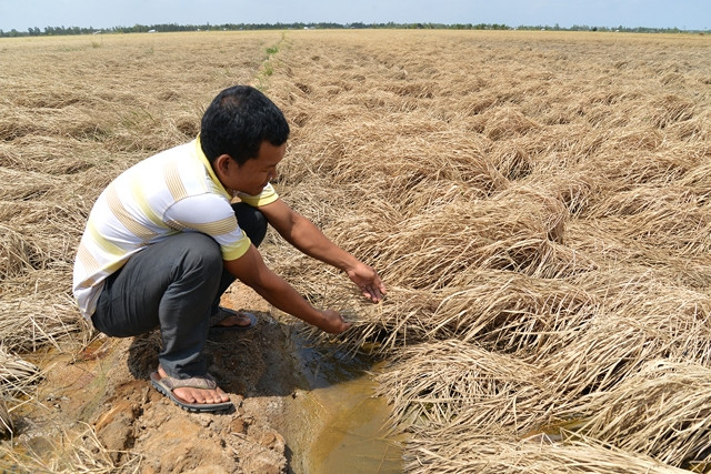 Nông dân Sóc Trăng bên thửa ruộng chết khô do hạn, mặn.