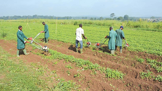 Nhiều thanh niên Nigeria quay về quê hương để làm nông nghiệp. Ảnh: THE GUARDIAN