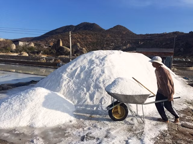 Muối sạch của Tổ hợp tác muối xã Tri Hải (Ninh Hải, Ninh Thuận) đang bị giảm giá từ 300 đến 400 nghìn đồng/tấn so với năm trước.