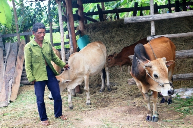 Ông Ksor Đơm, người có con bò khoảng 1,5 tuổi chết không rõ nguyên nhân.