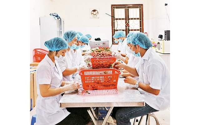  Bảo quản vải thiều bằng công nghệ CAS (bảo quản nông sản, thực phẩm đông lạnh nhanh). Ảnh: Bắc Đoàn