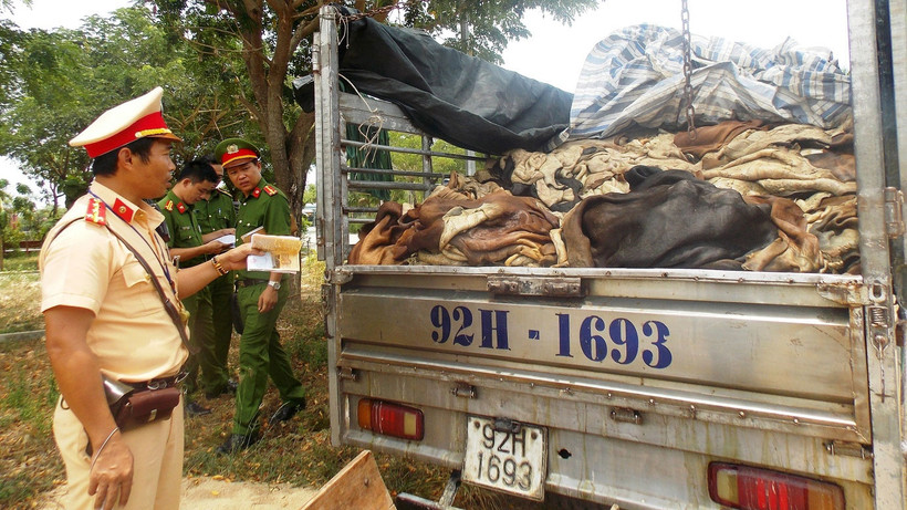 Tạm giữ xe tải chở bốn tấn da trâu, bò bị thối.