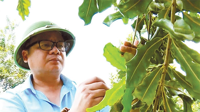 Cây mắc ca đem lại hiệu quả kinh tế cho nhiều gia đình.