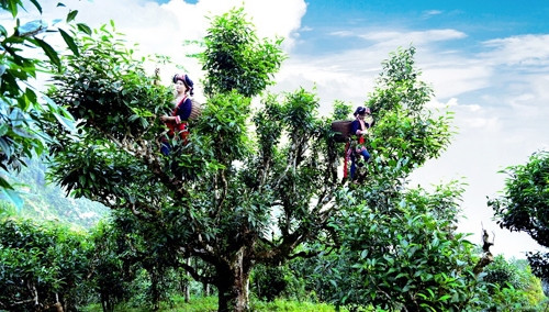 Người dân thôn Phìn Hồ, xã Thông Nguyên, huyện Hoàng Su Phì thu hái chè.