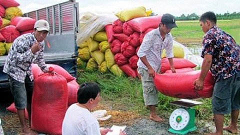 Thương lái thu mua lúa tại ruộng của nông dân khóm Trà Khứa, phường 8, TP Bạc Liêu (tỉnh Bạc Liêu).  