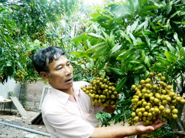 Nông dân xã Bình Minh, huyện Khoái Châu, Hưng Yên được mùa nhãn.