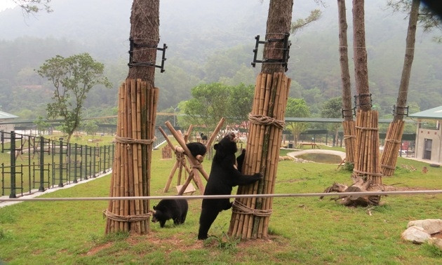 Một nửa nhà gấu còn lại đã hoàn thành