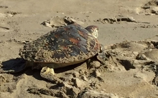 Cá thể rùa xanh được thả về biển.