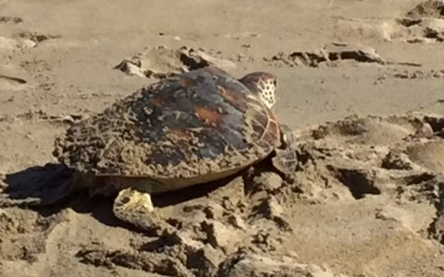 Cá thể rùa xanh được thả về biển.