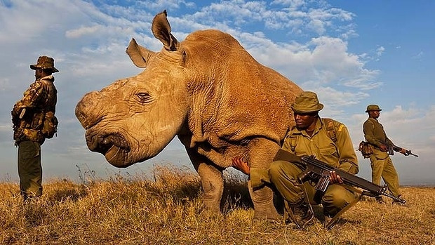 Đến 2020, các động vật bị suy giảm đến 2/3 về số lượng.