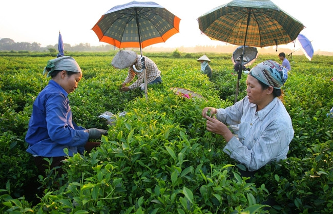 Nông dân xã Tân Cương (TP Thái Nguyên) thu hoạch chè.