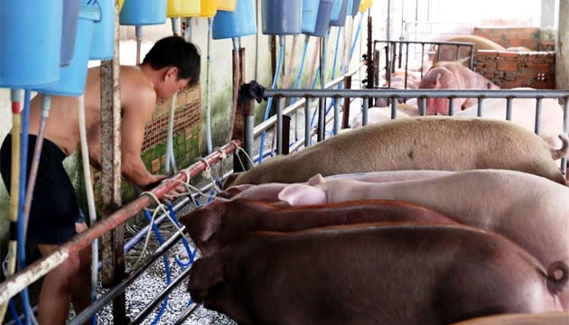 Đàn heo đang bị bơm nước vào miệng chiều ngày 23-3.