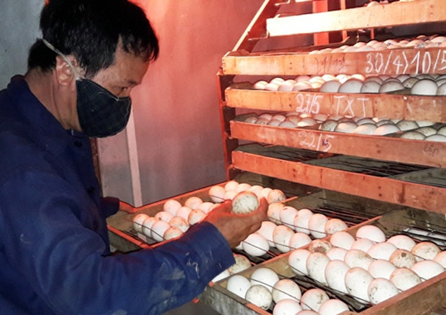 Lò ấp trứng, nhân giống vịt Cổ Lũng của một hộ dân.