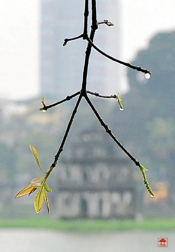 Chữ Xuân trong tiết xuân Hồ Gươm.