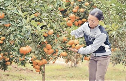 Người dân xã Kim An thu hoạch cam Canh.