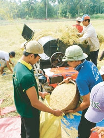 Nông dân tỉnh Sóc Trăng
thu hoạch lúa.
Ảnh: TRUNG HIẾU (TTXVN)