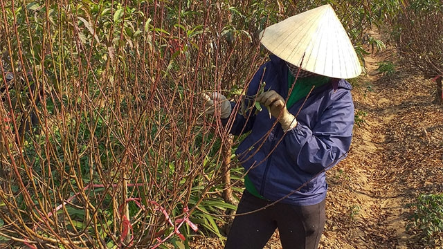Người trồng đào thấp thỏm với thời tiết dịp Tết.
