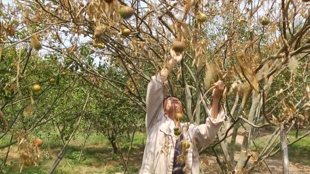 Nhiều cây quýt của nông dân sát sông La Ngà héo khô.