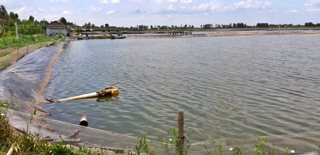 Nhiều nông dân trên cánh Đồng Tháp Mười, tỉnh Long An tự phát chuyển đổi đất lúa sang ương cá tra bột lên cá giống thua lỗ nặng.