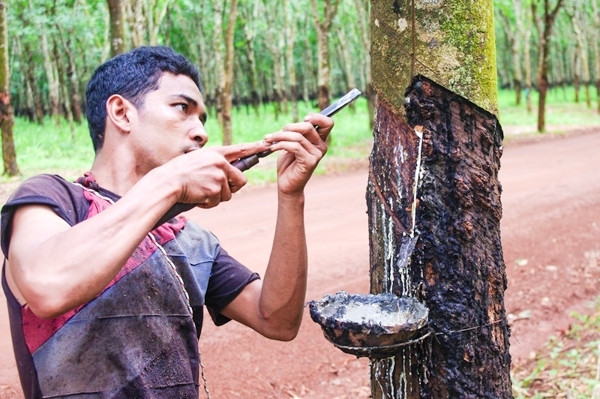 Thu hoạch mủ cao su tại một trang trại ở tỉnh Kampong Cham (Ảnh: Thời báo Khmer).