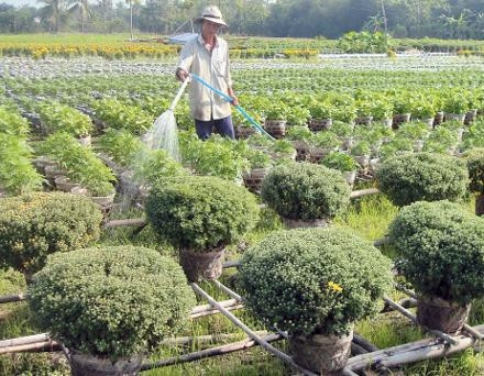 Nông dân ở Hóc Môn chăm sóc hoa Tết.