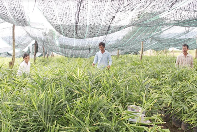 Nhiều hộ nông dân đang thấp thỏm vì gừng sắp thu hoạch mà không liên lạc được với đối tác.