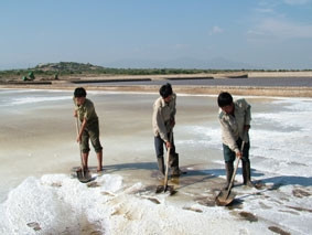 Thu hoạch mẻ muối mới tại đồng muối
Quán Thẻ (Ninh Thuận).