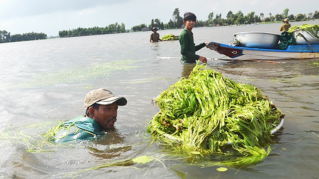 Người dân mò lấy hẹ nước. Ảnh: HOÀNG PHƯƠNG