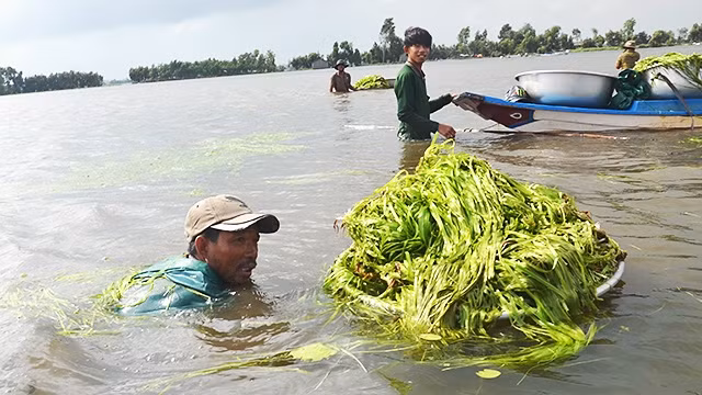 Người dân mò lấy hẹ nước. Ảnh: HOÀNG PHƯƠNG