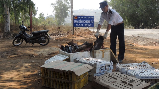 Cán bộ Trạm Kiểm dịch động vật Sao Mai kiểm tra lô xương ngựa và gà con bị tạm giữ.