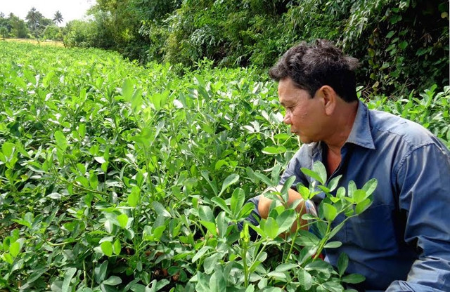 Hiệu quả từ mô hình chuyển đổi cây trồng trên đất triền giồng, gò cao của  các hộ Khmer (xã Hiếu Tử, huyện Tiểu Cần).