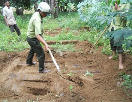 Gỗ rừng bị triệt hạ.