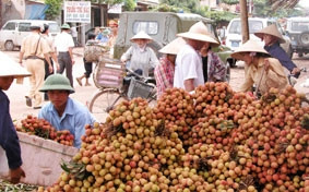 Vải thiều lại bị hiểu lầm 