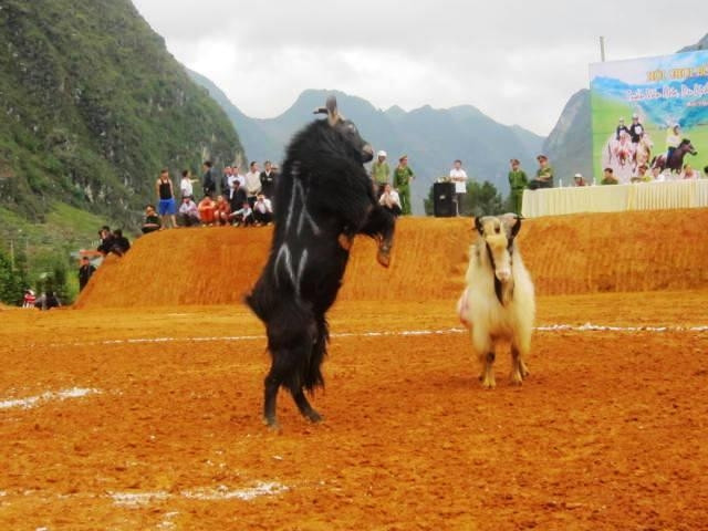 Trước khi thi đấu, chú dê này không quên "chào" khán giả