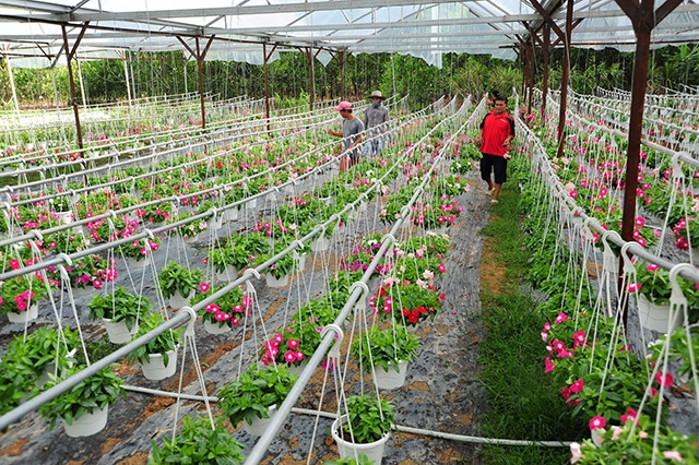 Mô hình sản xuất hoa treo của ông Nguyễn Ngọc Chương tại xã Hòa Ninh, huyện Hòa Vang, TP Đà Nẵng.