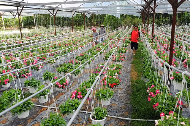 Mô hình sản xuất hoa treo của ông Nguyễn Ngọc Chương tại xã Hòa Ninh, huyện Hòa Vang, TP Đà Nẵng.