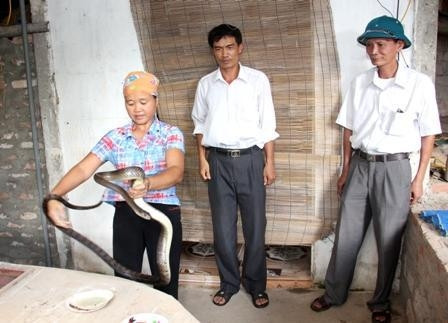 Phụ nữ làng Bách Xá cũng có thể tay không bắt rắn hổ mang