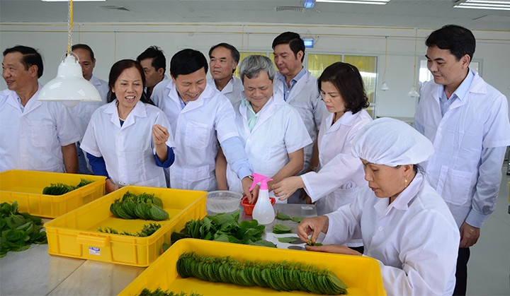 Lãnh đạo tỉnh Bắc Ninh thăm cơ sở sản xuất lá tía tô xuất khẩu của Công ty cổ phần Tập đoàn Hồ Gươm đầu tư tại thôn Ngọc Khám, xã Lâm Thao, huyện Lương Tài.