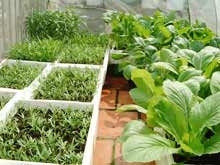 Rau sạch rất cần cho mọi nhà.