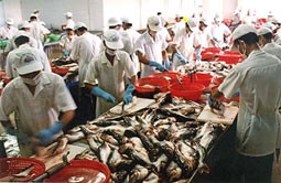 Mỡ cá tra, basa có thể chế
biến thành dầu biodiesel.