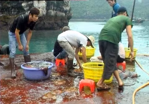 Nước rửa sứa từ các cơ sở chế biến được xả thẳng xuống Vịnh Hạ Long.