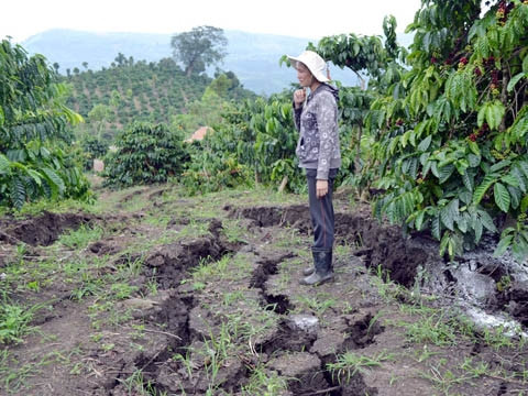 Vết nứt do biến đổi địa chất làm nhiều vườn cà-phê ở Lâm Đồng đang vào vụ thu hoạch bị đứt rễ.