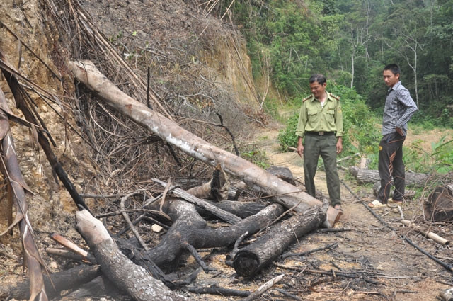 Gỗ rừng tự nhiên ở xã Đổng Xá, huyện Na Rì bị chặt phá, xẻ rồi vận chuyển đi tiêu thụ.