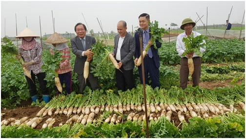 Đại diện Công ty Lavifood, Viện Kinh tế Nông nghiệp hữu cơ và Cty ILMI (Hàn Quốc) thăm và thu mua củ cải cho bà con xã Tráng Việt.