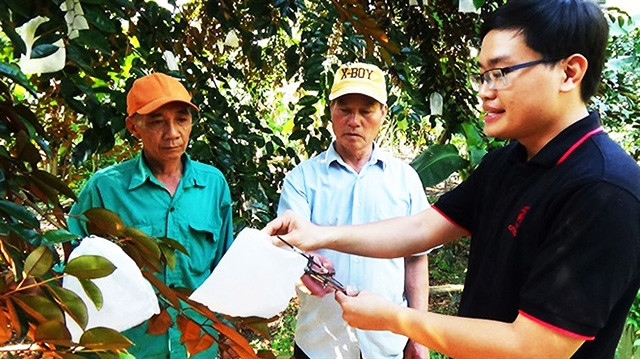Cán bộ kỹ thuật của DN xuất khẩu hướng dẫn cho các nhà vườn ứng dụng kỹ thuật bao trái vú sữa theo yêu cầu bảo đảm tiêu chuẩn xuất khẩu. Ảnh: MINH SÁNG